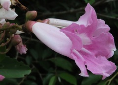 Fridericia