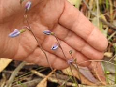 Thelymitra ixioides