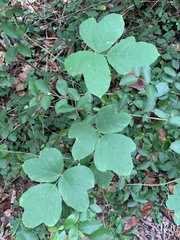 Pueraria montana