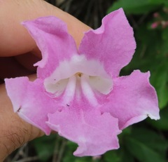 Fridericia