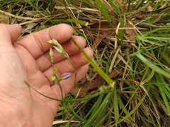 Thelymitra ixioides