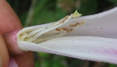 Fridericia