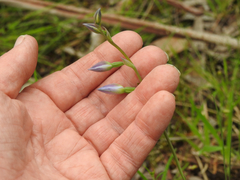 Thelymitra ixioides