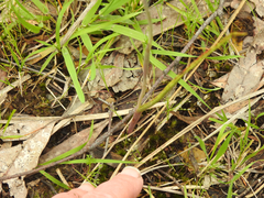 Thelymitra ixioides