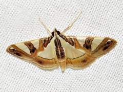Glyphodes sycina