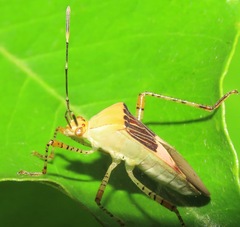Hypselonotus fulvus