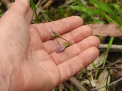 Thelymitra ixioides