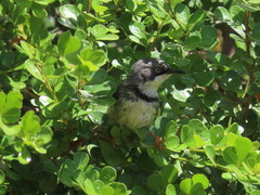 Apalis thoracica capensis