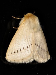 Phiala dasypoda