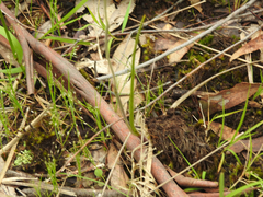 Thelymitra ixioides