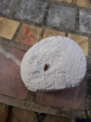 Cochlicopa lubrica