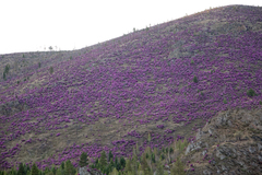 Rhododendron ledebourii