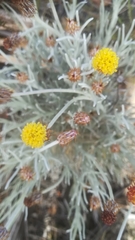 Syncarpha gnaphaloides