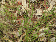 Thelymitra ixioides