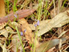 Thelymitra ixioides