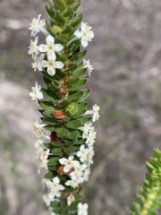 Struthiola hirsuta