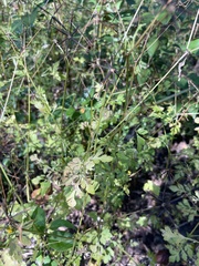 Bidens bipinnata