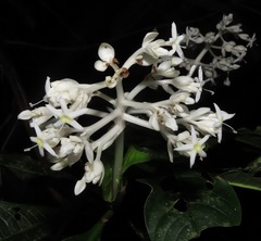 Palicourea violacea