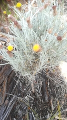 Syncarpha gnaphaloides