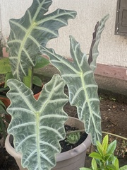 Alocasia amazonica