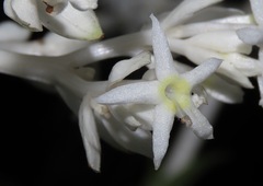 Palicourea violacea