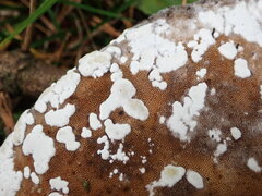 Trichoderma pulvinatum