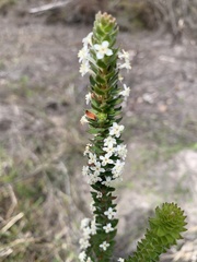 Struthiola hirsuta