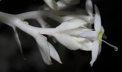 Palicourea violacea
