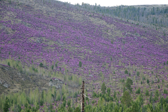 Rhododendron ledebourii
