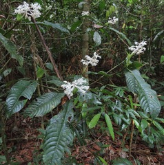 Palicourea violacea