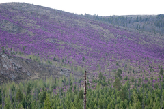Rhododendron ledebourii