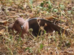 Streptopelia senegalensis senegalensis