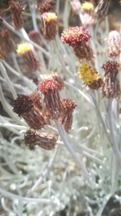 Syncarpha gnaphaloides