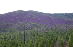 Rhododendron ledebourii