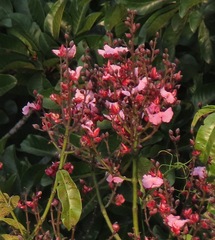 Qualea