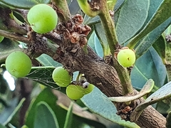 Robsonodendron maritimum