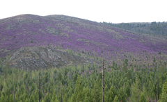 Rhododendron ledebourii