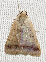 Pandesma muricolor