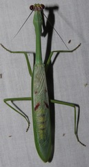 Stagmatoptera supplicaria