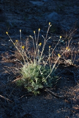 Hymenopappus filifolius lugens