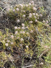 Serruria rubricaulis