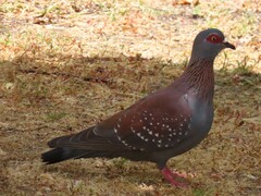 Columba guinea phaeonota