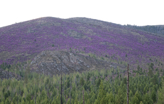 Rhododendron ledebourii