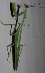 Stagmatoptera supplicaria