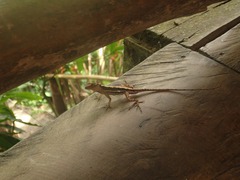 Anolis cupreus