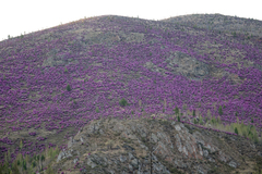 Rhododendron ledebourii