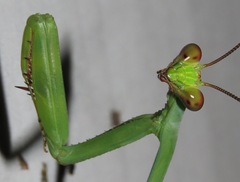 Stagmatoptera supplicaria