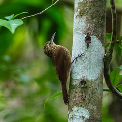 Xiphorhynchus atlanticus