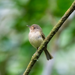 Hemitriccus mirandae