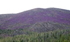 Rhododendron ledebourii